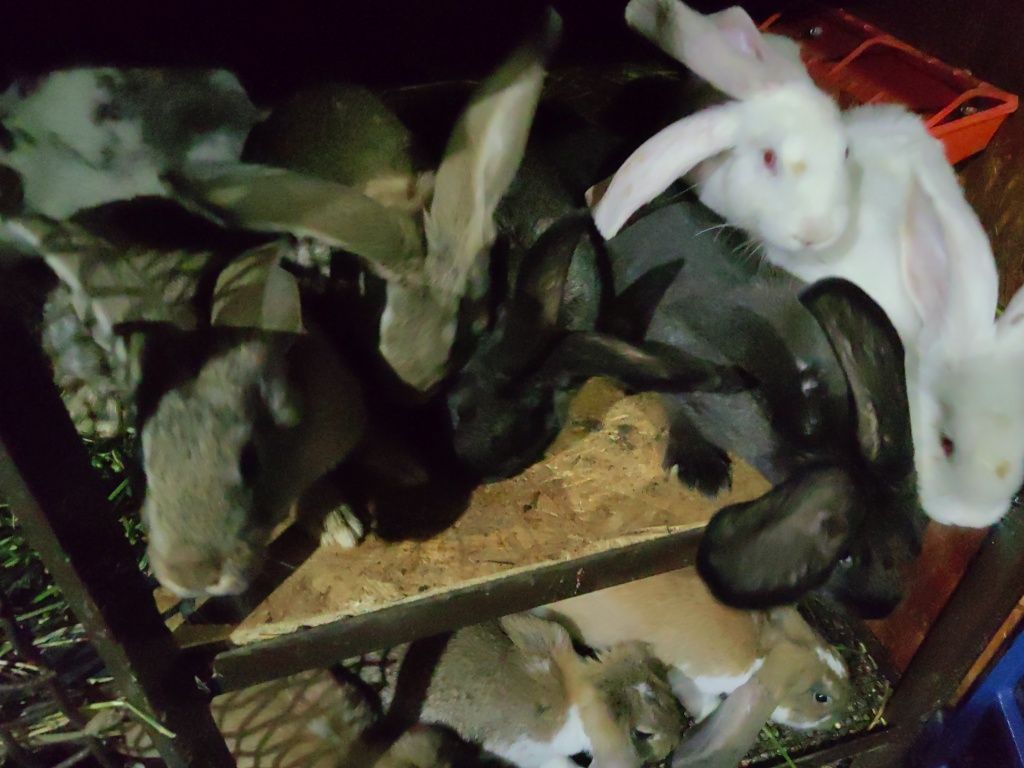 Vand iepuri diferite rase(berbec german, fluture german)