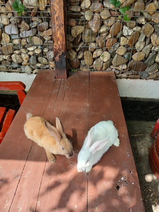 Vând iepuri de 3 luni,   am 10 bucăți !!