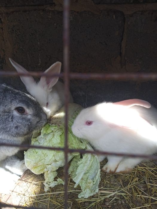 Кролики разных пород