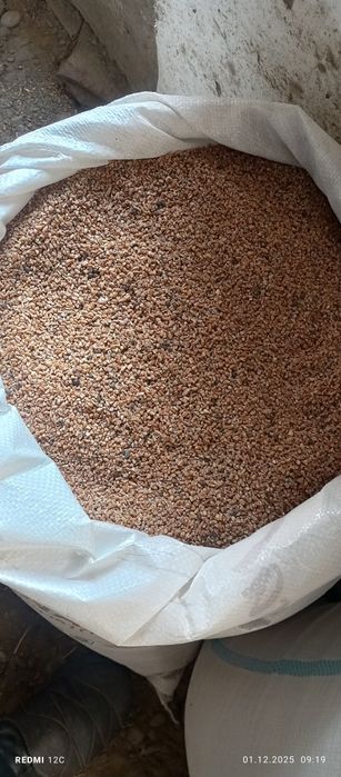 Бугдой ярма ва бугдой ем ку́й, товук, моллар учун ем.