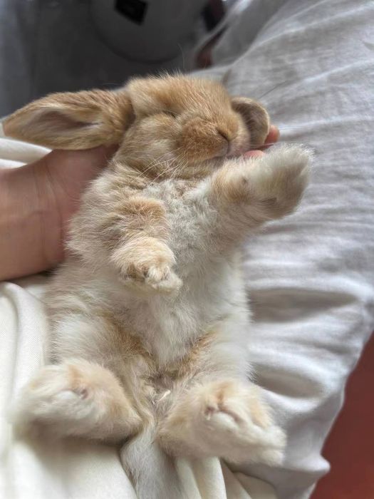 O'smaydigan quyonchalar