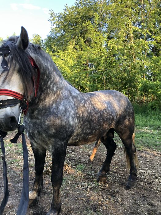 De vanzare un armasar foarte cuminte !