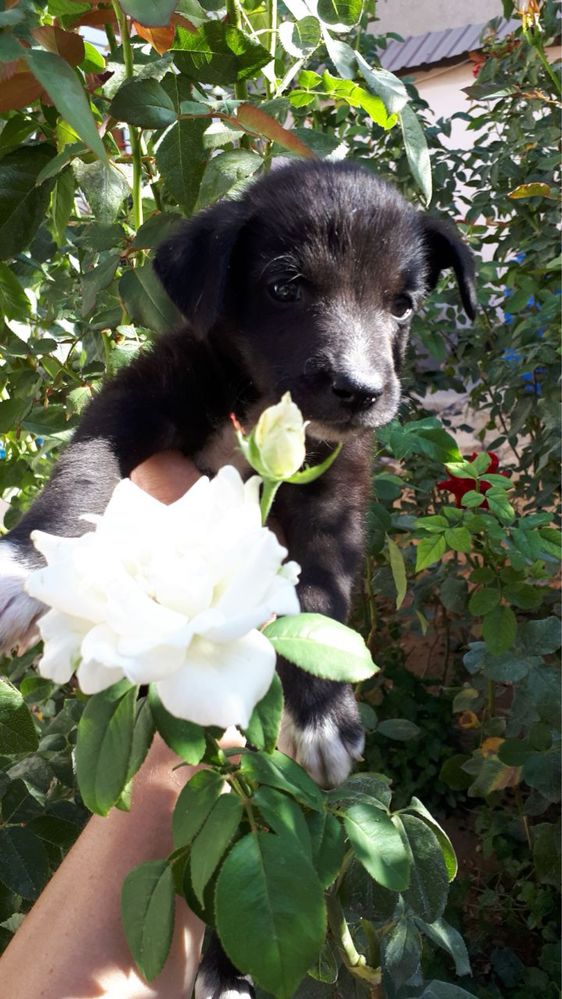 Щенята ищут свои семьи!
