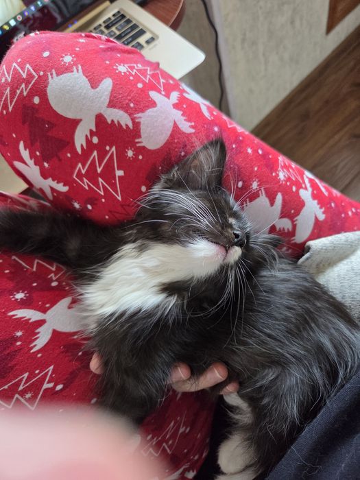 Отдам кошечку в добрые, любящие руки