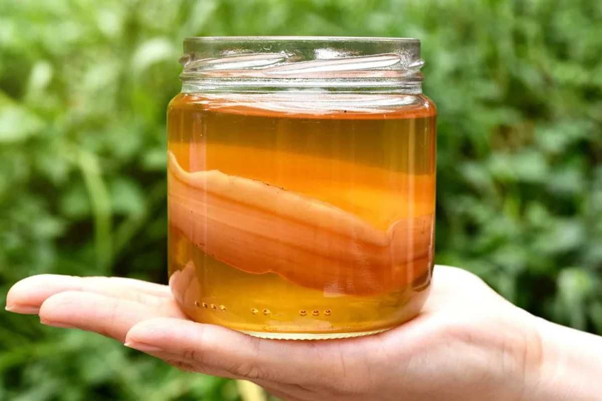 Donez Ciuperca de Kombucha