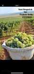 Vand Struguri de VIn