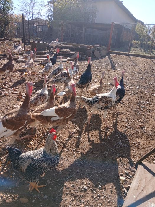 Млади домашни пуйки