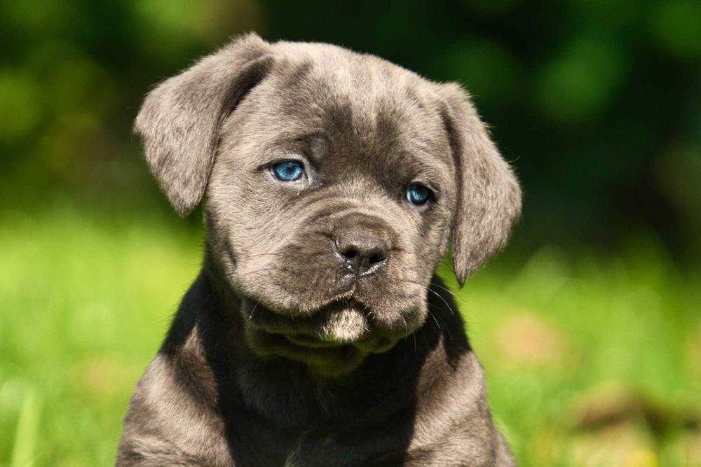 Кученца Кане Корсо Куче Cane Corso