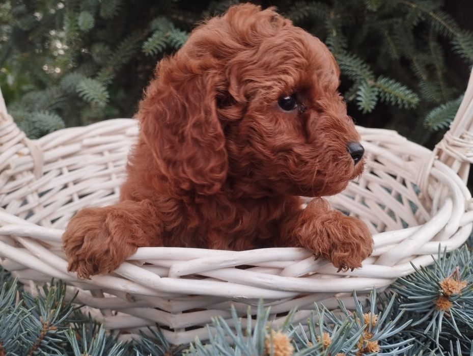 Той пудел Poodle toi