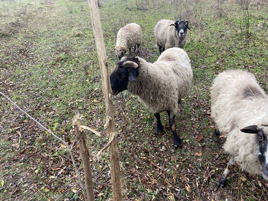 Vand berbec de 4 ani rasa carne