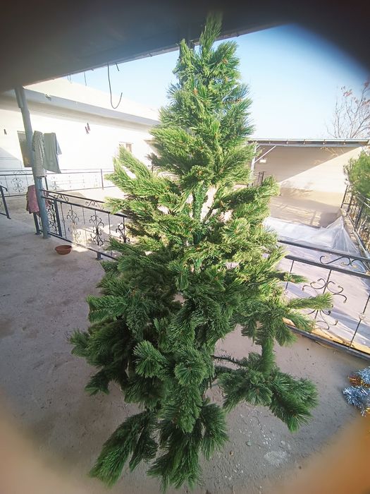 Продается ёлка российский