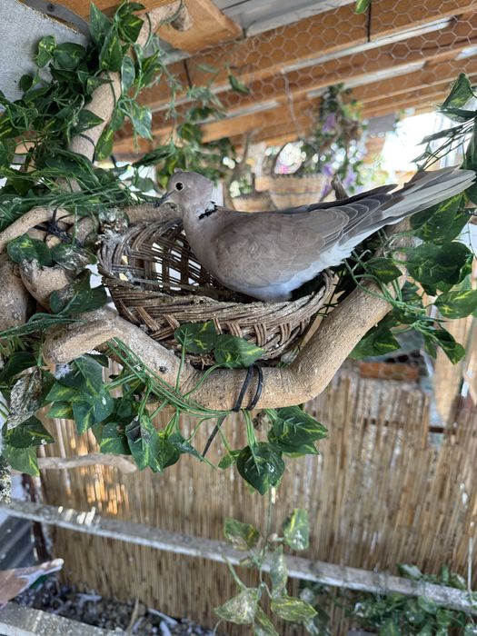 Vand 2 perechi de pauni si turturele