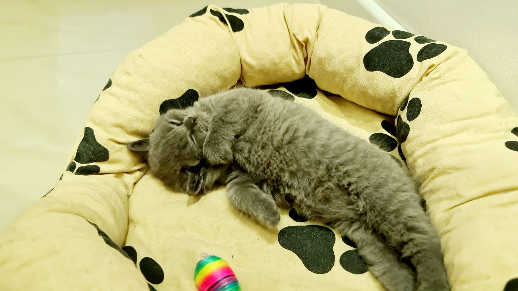 Британска късокосместа котка / British shorthair cat