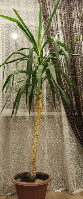 Дом цветок- ЮККА