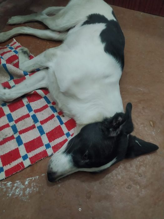 Собаку отдам звоните