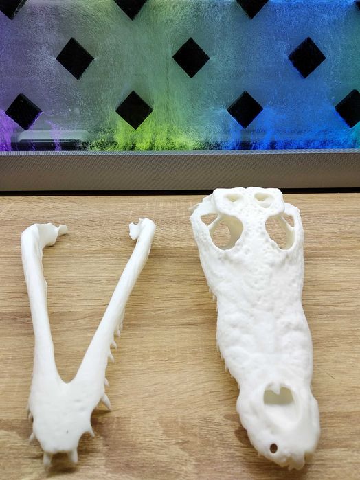 Череп Нильского крокодила 3D модель
