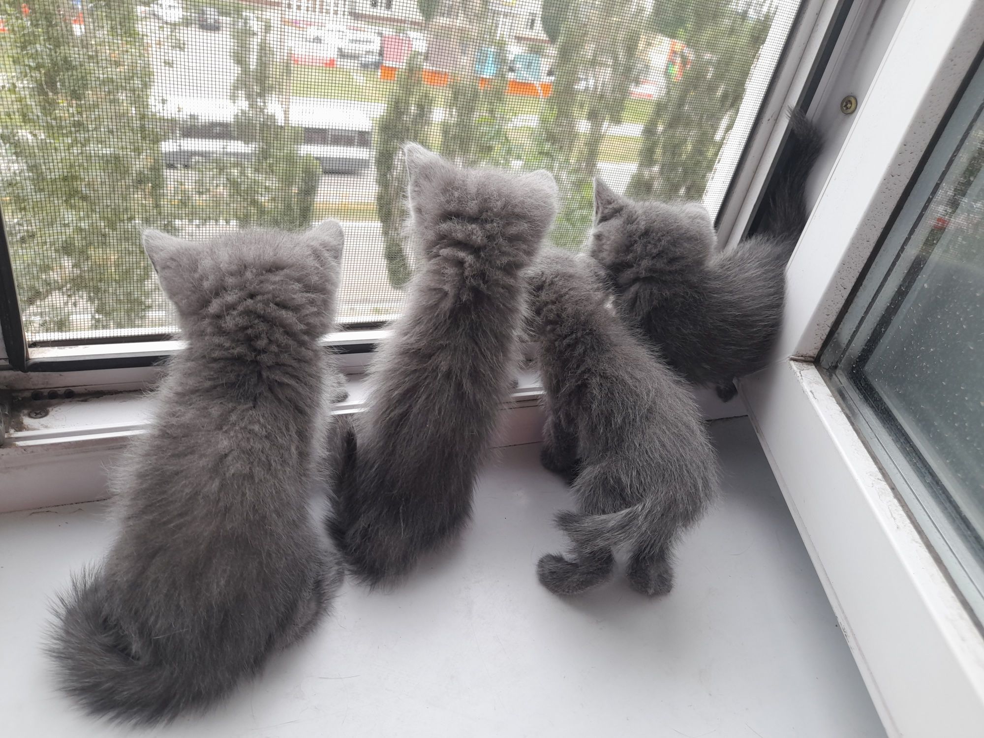 Отдам котят породистых