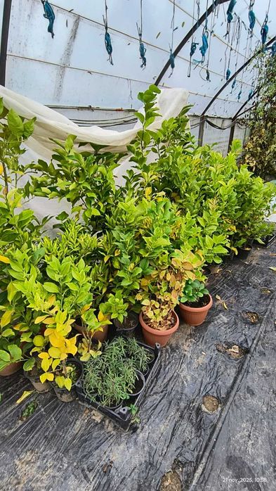 vand lamai de diferite varste ( de la 1  până la 8 ani )