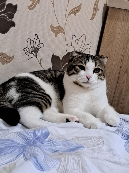 Продаётся кошка Скоттиш фолд