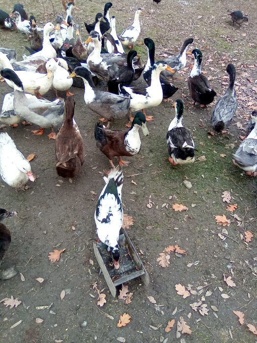 vând  rațe și rățoi