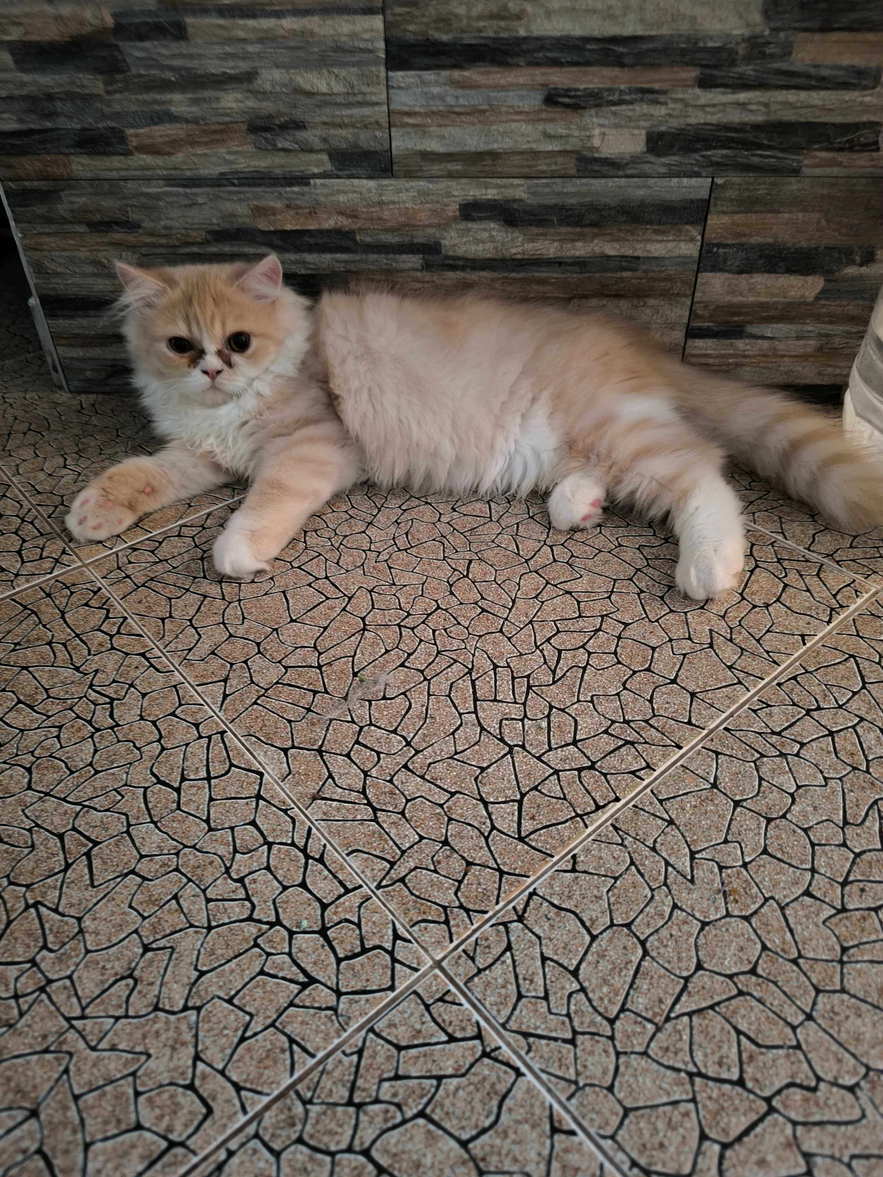 Продавам Персийско коте екстремал
