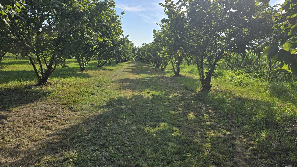 Plantație cu aluni