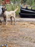 Kangal femela 7 luni