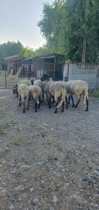 Vând Berbeci sarbesti și Bergamo