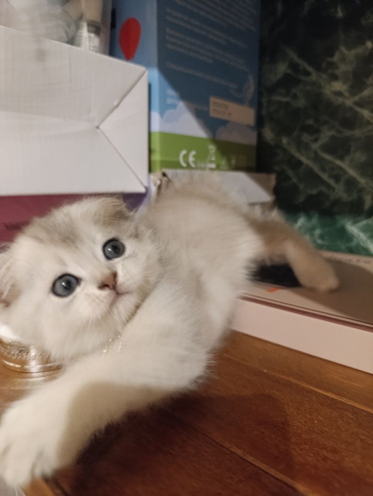 Серебристый Шиншилла.Скоттиш Фолд