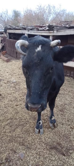 Продам молочную корову
