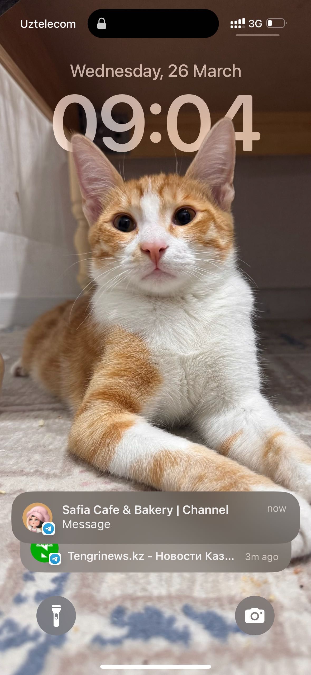 Кота 6- месячного