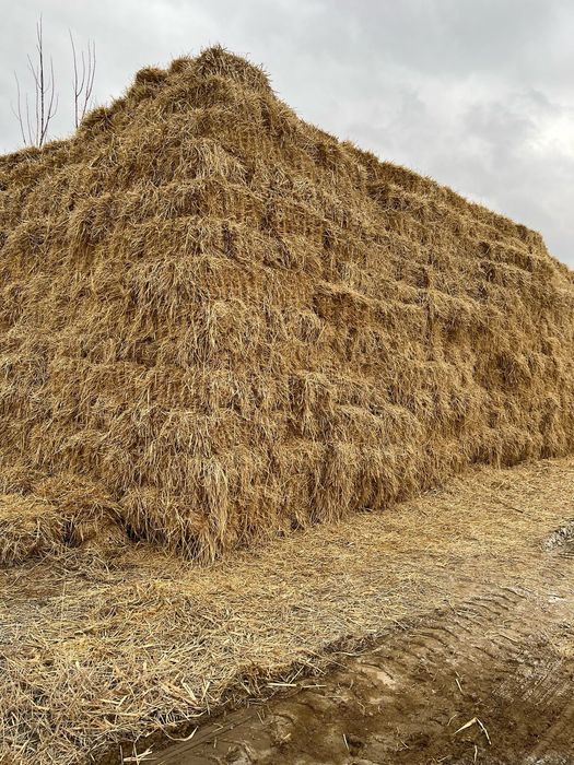 Саван пресс сатылады