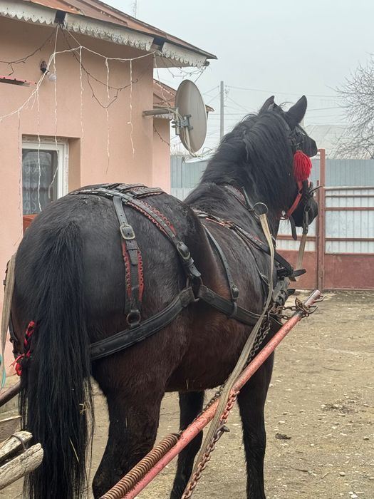 Vând Cal de vânzare