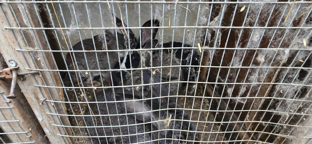 Продавам зайции.