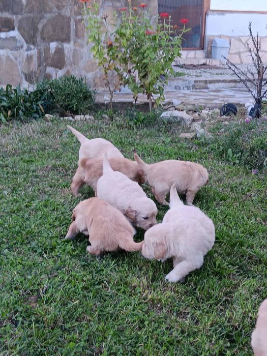 Голдън Ретривър..