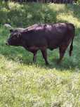 Junincă black angus de vanzare