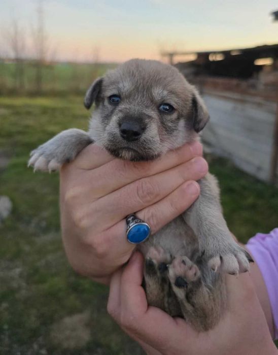 Ofer spre adopție 5 cățeluși – disponibili în aproximativ o lună