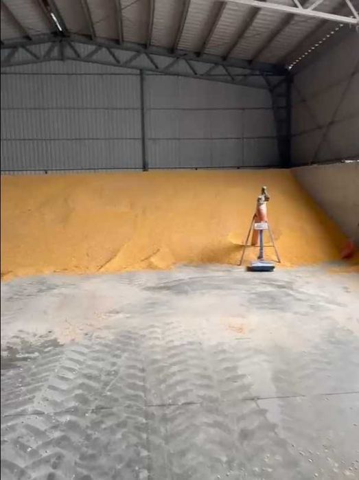 Vand porumb boabe - 1000 tone