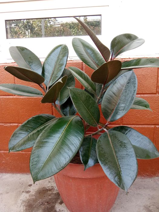 Tabiiy gullar tuvakda