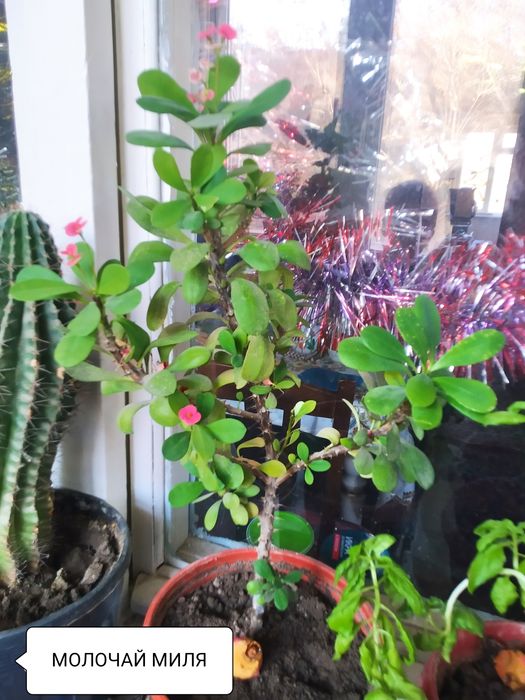МОЛОЧАЙ МИЛЯ цветок на горшке