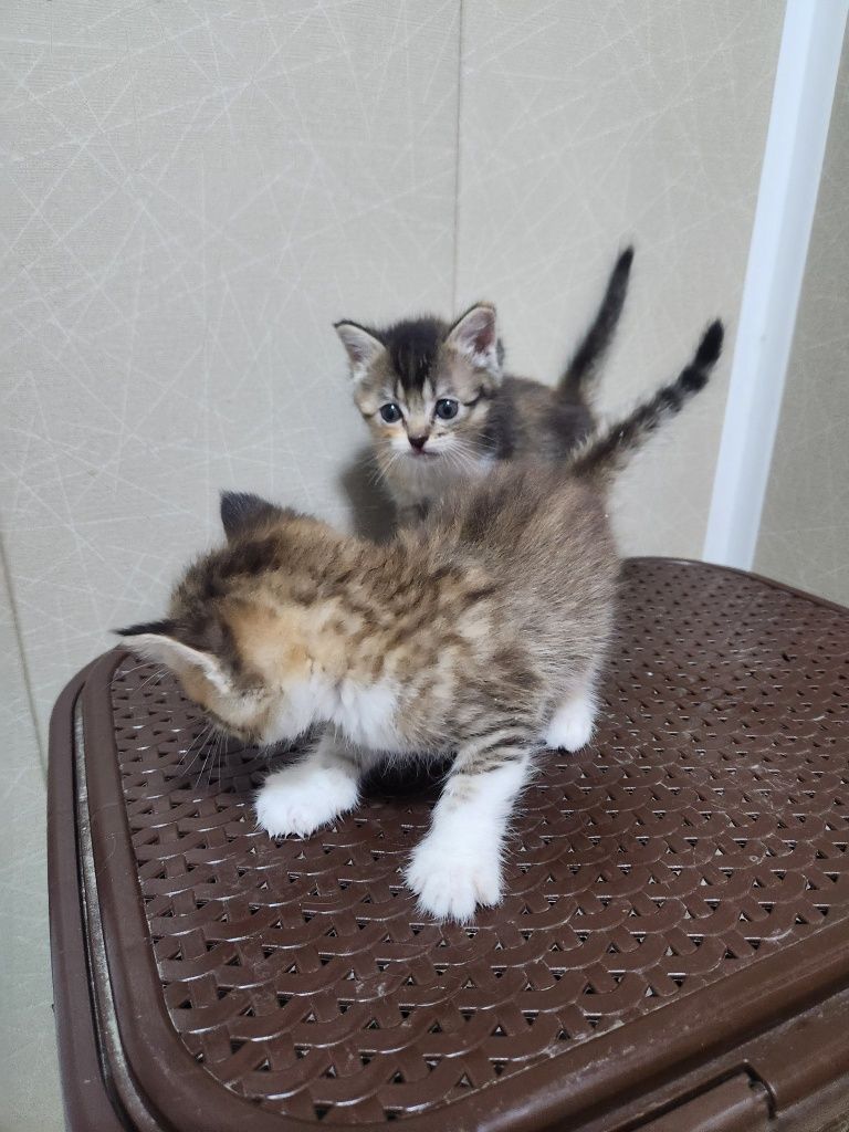 Britanskiy shinshila cat