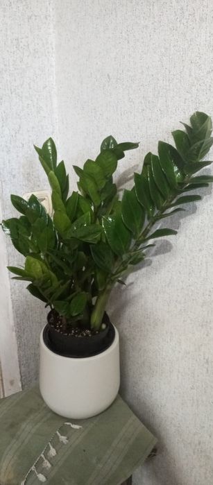 Продам сортовой замиокулькас