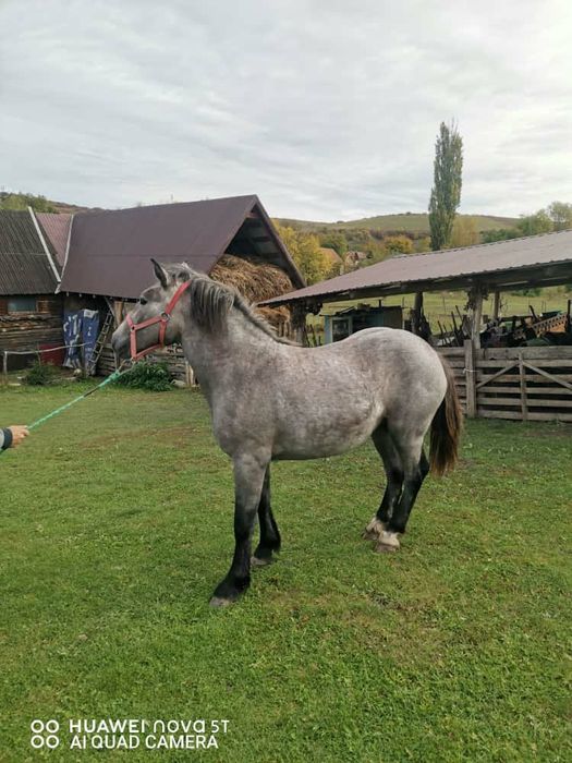 Vand manza sura de 1 an jumate