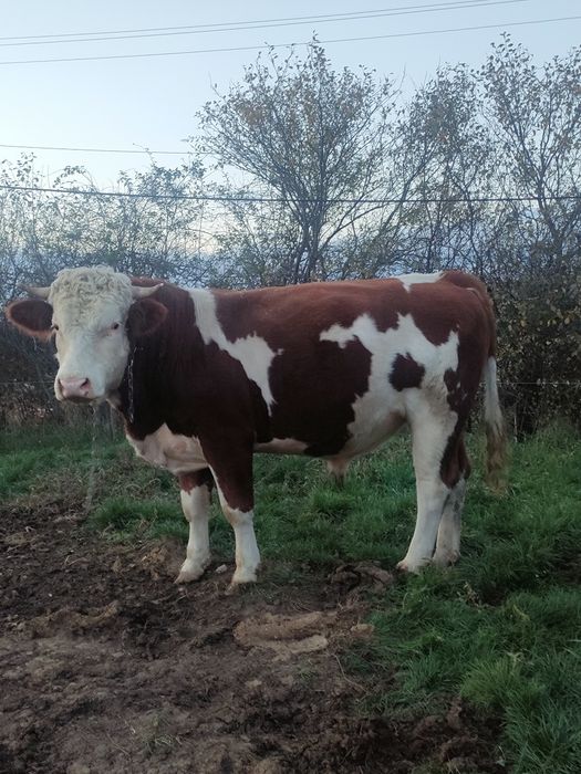 Taur și junincă de vînzare!