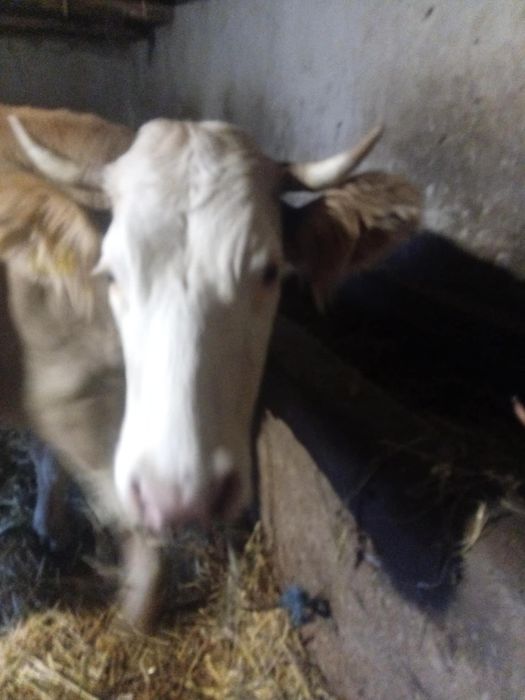 Vând vaca de 4 ani gestanta din august