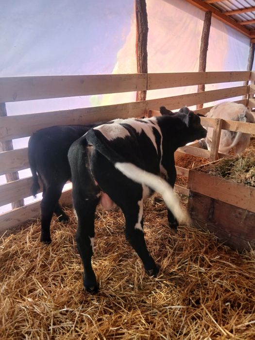 Se vinde 3 taurasi și 1 vitea