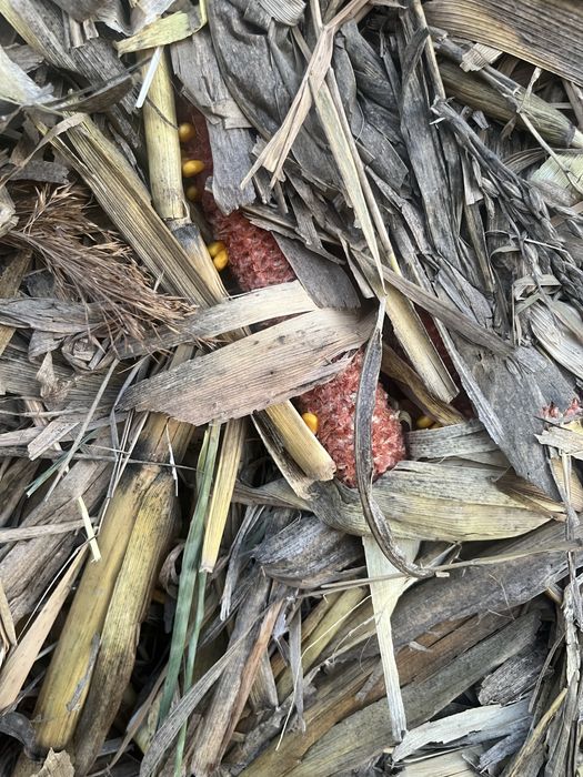 Vand baloti porumb/ coceni