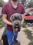 Cane corso puppy