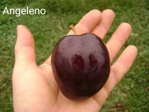 Pruni la oferta pachet de 10 bucati anul 3 coroana formata- 170 lei