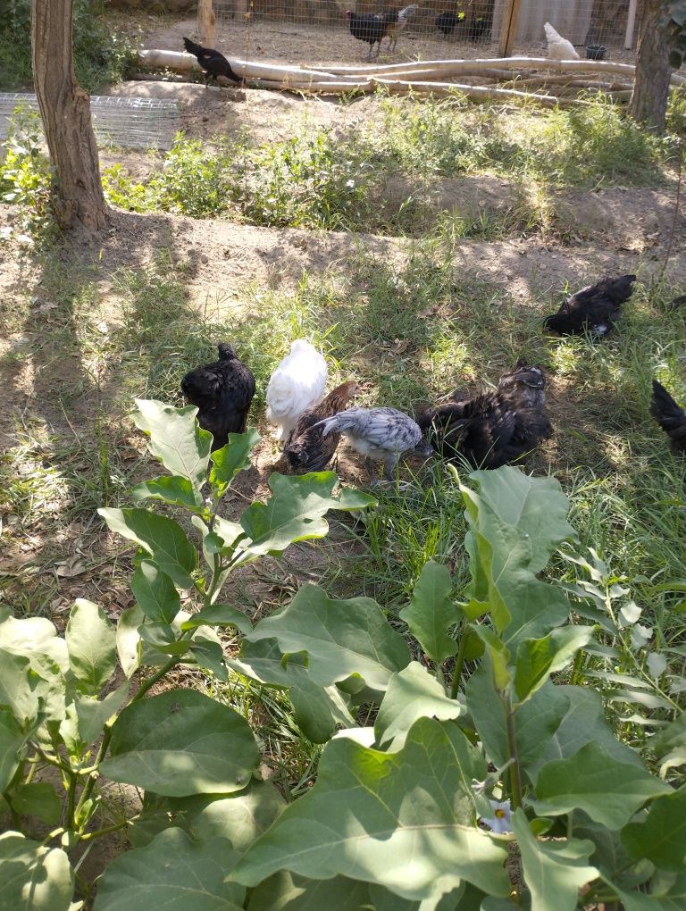 Хонаки 3-4 ойли жужалар